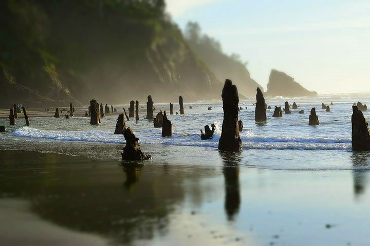 Bí ẩn “khu rừng ma” 2000 năm tuổi xuất hiện trên mặt biển nước Mỹ