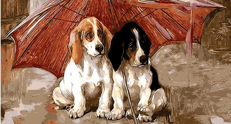 Vì sao không nên ăn thịt chó? Đọc xong câu chuyện bạn sẽ hiểu