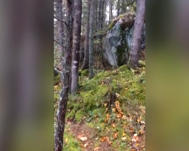 Bí ẩn hiện tượng “khu rừng biết thở” ở Canada