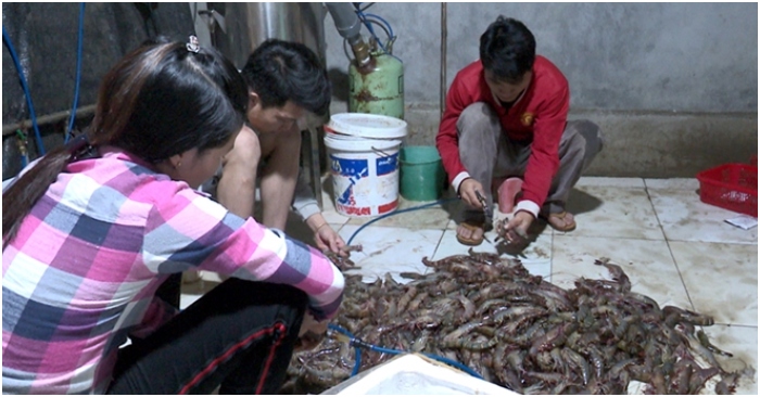 Hà Nội: Phát hiện 1 cơ sở bơm tạp chất vào tôm