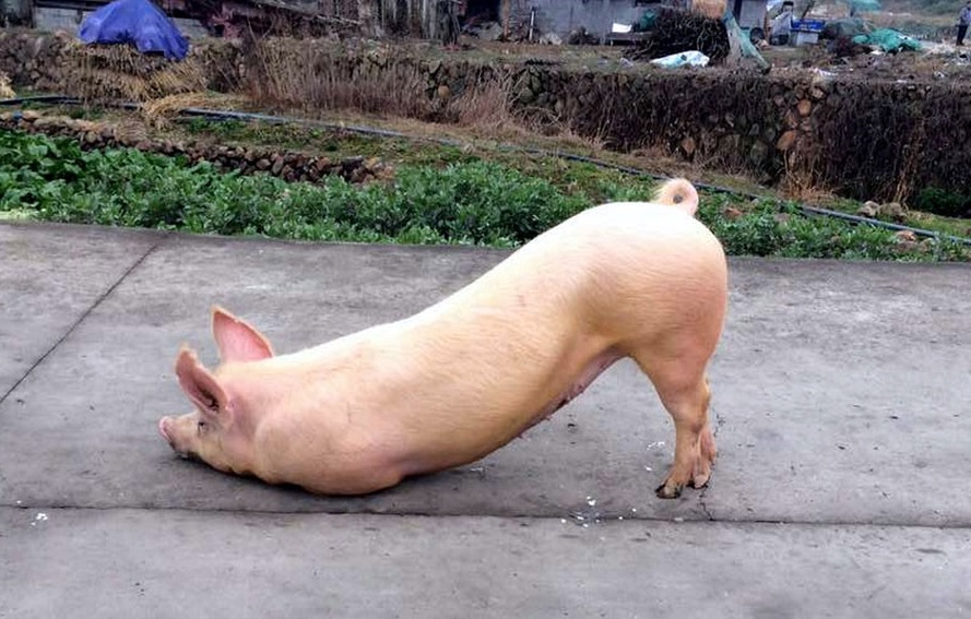 Sau một kiếp luân hồi mới thấu hiểu: “Làm heo khổ đau muôn phần”