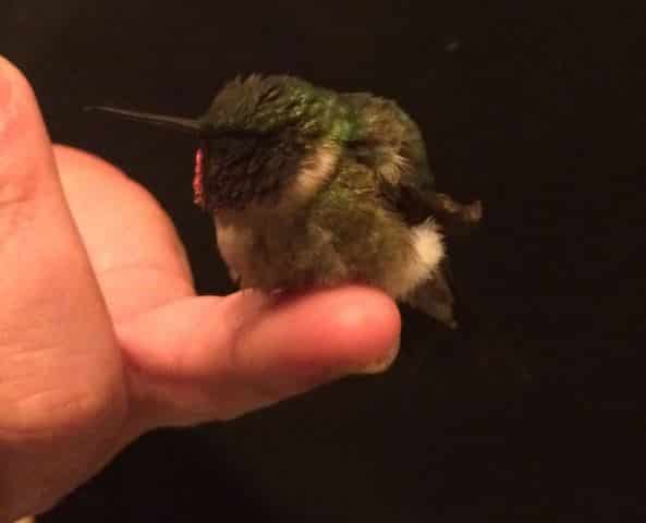 Hàng năm, chú chim ruồi nhỏ bé này đều bay về thăm ân nhân