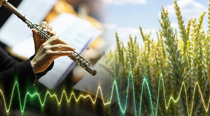 Khám phá thú vị: Thực vật thích nghe nhạc cổ điển và ghét nhạc rock