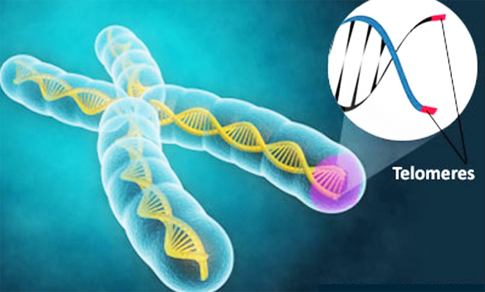 Khoa học phát hiện ra tuổi thọ ngắn hay dài đã được quyết định từ lúc sinh ra
