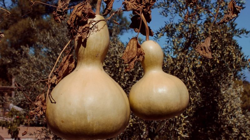 Chiếc bình hồ lô chữa bệnh cứu người