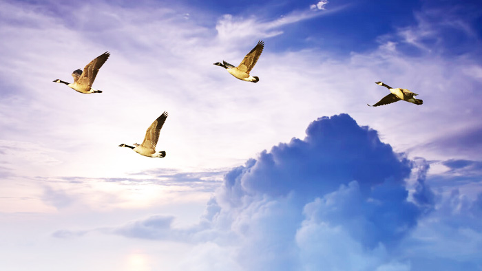 Hậu quả của việc đối xử tàn nhẫn với động vật hay sát sinh hại mệnh