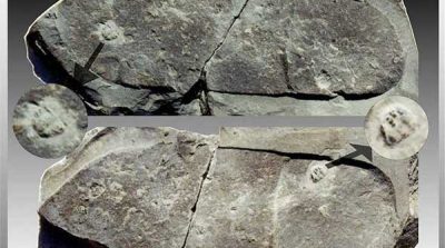 Những dấu chân in trên hóa thạch bọ ba thùy