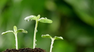 Nghiên cứu: Thực vật nhận biết được anh chị em ruột của chúng!