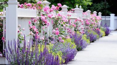 Triết lý của người bán hoa: Mua sen nhớ mua những đóa nở vào sớm mai