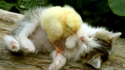 13 bức ảnh chứng minh: Tình bạn thực sự không phân biệt giống loài