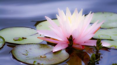 Tâm bình lặng như nước đến từ những tháng năm tôi luyện