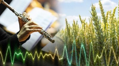 Khám phá thú vị: Thực vật thích nghe nhạc cổ điển và ghét nhạc rock