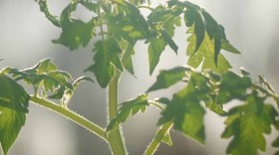 Nghiên cứu: Cây cối “la hét” khi gặp áp lực