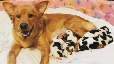 Hài hước: Chó mẹ vàng hoe nhưng đẻ ra một bầy chó đốm