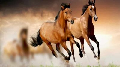 Trí huệ của cổ nhân: Nuôi ngựa riêng máng, nuôi heo chung máng