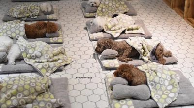 Bộ ảnh những chú cún cưng đang say ngủ tại trung tâm ở Hàn Quốc