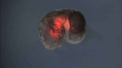 Siêu máy tính lập trình robot “sống” từ tế bào ếch