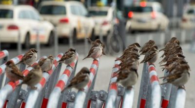 (Video) Dị tượng ở Giang Tây! Hàng ngàn chim sẻ đậu chắn ngang lối đi