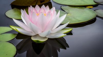 Lời nói tự đáy lòng của một bệnh nhân ung thư máu