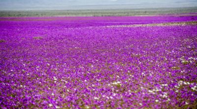 Sa mạc Atacama khô cằn bỗng hóa thành biển hoa đẹp rực rỡ