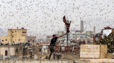 Châu chấu đã đến Thượng Hải? Tháng 6 Trung Quốc bước vào thời điểm nguy hiểm