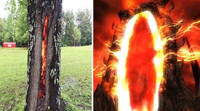 Thân cây rực lửa từ bên trong, ngỡ như lối vào cổng địa ngục