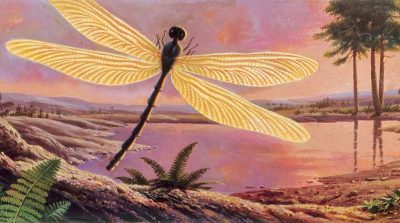 Chuồn chuồn khổng lồ và những sự thật về thế giới tiền sử mà bạn nên biết