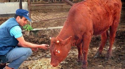 Israel nuôi bò đỏ để chuẩn bị cho lời tiên tri trong Kinh Thánh về “ngày tận thế”