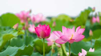 Cảm ngộ của tôi sau khi tu Pháp Luân Đại Pháp được ba tháng