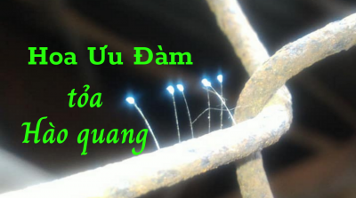 Ưu Đàm Hoa tỏa hào quang, Thánh Hoa khai nở nhân gian rạng ngời